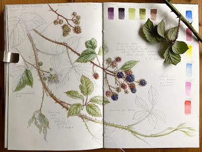 Dianne Sutherland, Today I Learned, Botanical Sketchbook, Plant Study, Nature Sketch, Watercolor Subjects, Watercolor Journal, Garden Journal, Watercolor Sketchbook