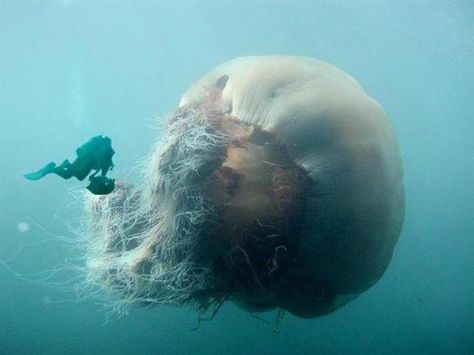 The lion's mane jellyfish (Cyanea capillata) is the largest known species of jellyfish. Its range is confined to cold, boreal waters of the Arctic, northern Atlantic, and northern Pacific Oceans, seldom found farther south than 42°N latitude. Similar jellyfish, which may be the same species, are known to inhabit seas near Australia and New Zealand.     Photo by National Geographic Giant Jellyfish, Jellyfish Species, Lion's Mane Jellyfish, Mind Blowing Pictures, Creature Marine, Lions Mane, Fauna Marina, Lion Mane, Rare Animals