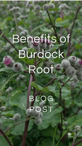 Benefits of Burdock Root — Zhi Herbals Burdock Root Benefits, Burdock Tea, Burdock Root Tea, Edible Weeds, Burdock Root, Healing Plants, Herbal Magic, Tea Benefits, Edible Plants