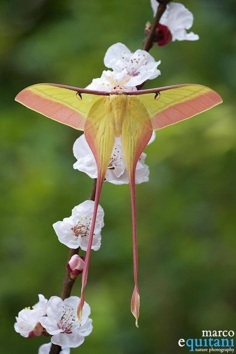 pink and yellow moth Mantis Religiosa, Moon Moth, Moth Caterpillar, Cool Bugs, Tattoos Geometric, Beautiful Bugs, Luna Moth, Butterfly Pictures, Creepy Crawlies