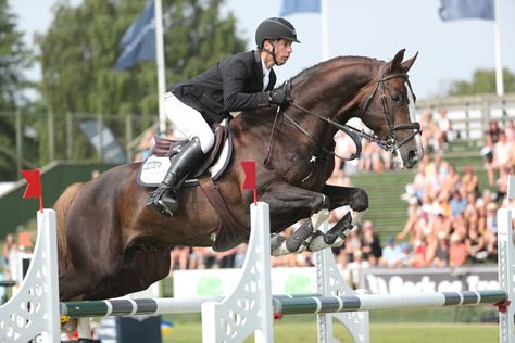 Flaxen Liver Chestnut Horse, Liver Chestnut Warmblood, Liver Chestnut Horse Jumping, Liver Chestnut Horse, Swedish Warmblood, Warmblood Stallion, Horse English, Liver Chestnut, Coat Ideas