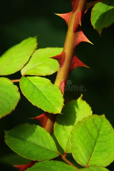 Rose Thorns. Close up of a rose stem with sharp thorns and green leaves , #affiliate, #Close, #rose, #Rose, #Thorns, #stem #ad Rose Leaves Photography, Rose Thorns Aesthetic, Rose With Thorns, Thorny Rose, Rose Reference, Nature Rose, Rose Thorns, Rose Leaf, Flower Sleeve