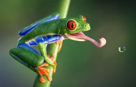 Red Eyed Tree Frog, Tree Frog, The Tree, Habitat, Water, Red