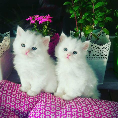 9 Beautiful White Cats and Kittens Beautiful Kittens, Cute Little Kittens, Devon Rex, White Kittens, Baby Kittens, White Cats, Little Kittens, Maneki Neko