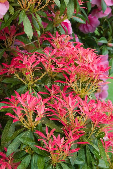 pieris japonica mountain fire next to driveway below norway maple Japanese Andromeda, Growth Plant, Pieris Japonica, Bushes And Shrubs, Ferns Garden, Flower Stock, Garden Design Plans, Garden Deco, Magical Garden