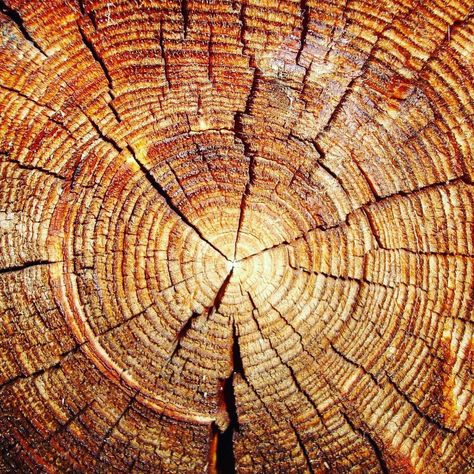 A magical poem by Maya Angelo. Wood Trunk, Theme Nature, Texture Photography, Old Tree, Tree Rings, Cross Section, Tree Stump, Jolie Photo, Wood Texture