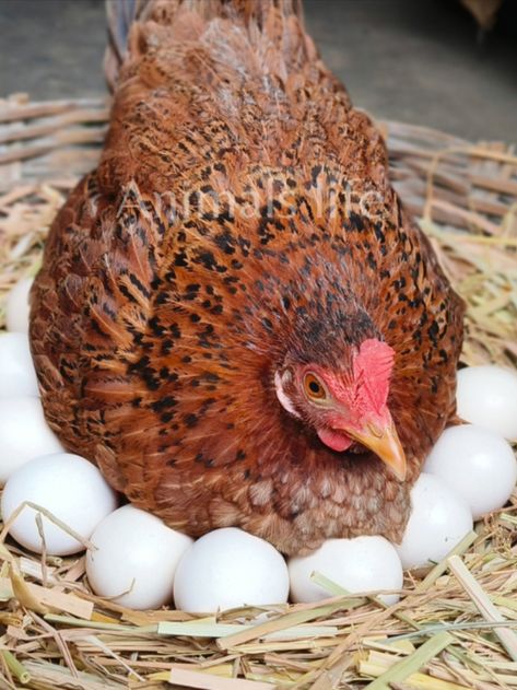 When the hen sits on the eggs, she heats the eggs to 100° F to 101° F. The hen turns the eggs on a regular basis by using her beak to scoop under the egg and roll it toward her. Hen Pictures, Vegetables Pictures, Egg Hatching, Fruits And Vegetables Pictures, Laying Chickens, Egg Laying Chickens, Vegetable Pictures, Backyard Chicken Farming, Hatching Eggs