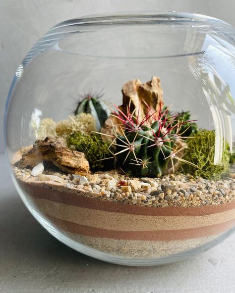 Glass Gardens🇬🇧| Terrarium Art on Instagram: “Happy Saturday!🏜 We have launched our new desert terrarium workshop on @obbyuk & @classbento 💚 Join us on 28th May and create such…” Desert Terrarium Ideas, Bedroom Inspirations Classy, Terrarium Desert, Desert Terrarium, Glass Bowl Terrarium, Cactus Bowl, Terrarium Workshop, Desert Ecosystem, Terrarium Bowls