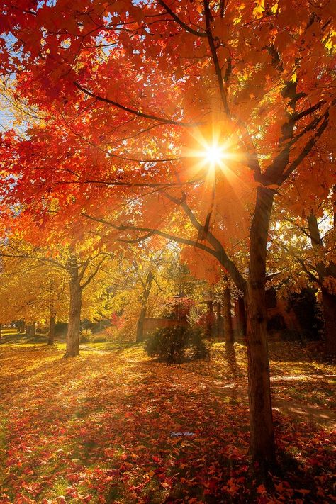 25+ Photos Of Colorful Leaves That Will Bright Up Your Day - ViewBug.com God's Glory, Fall Beauty, Belle Nature, Instagram Background, Morning Sunrise, Autumn Scenes, Tapeta Pro Iphone, Autumn Scenery, Autumn Beauty