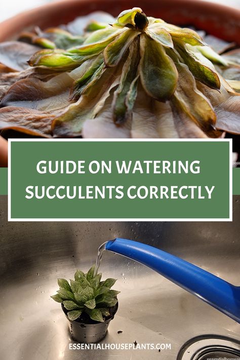 Alt text: Wilted succulent above a guide on watering succulents, with a healthy succulent being watered in a sink, representing proper plant care. When To Water Succulents, Succulent Watering Guide, How Often To Water Succulents, How To Transplant Succulents, Succulents In Water, Transplant Succulents, Watering Succulents, Succulent Garden Diy Indoor, Pictures Of Succulents