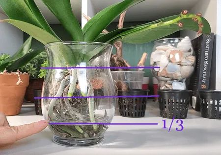 Orchid In Glass Vase, Transplanting Orchids, Water Culture Orchids, Orchid Propagation, Diy Orchids, Orchid Terrarium, Phalaenopsis Orchid Care, Orchids In Water, Repotting Orchids