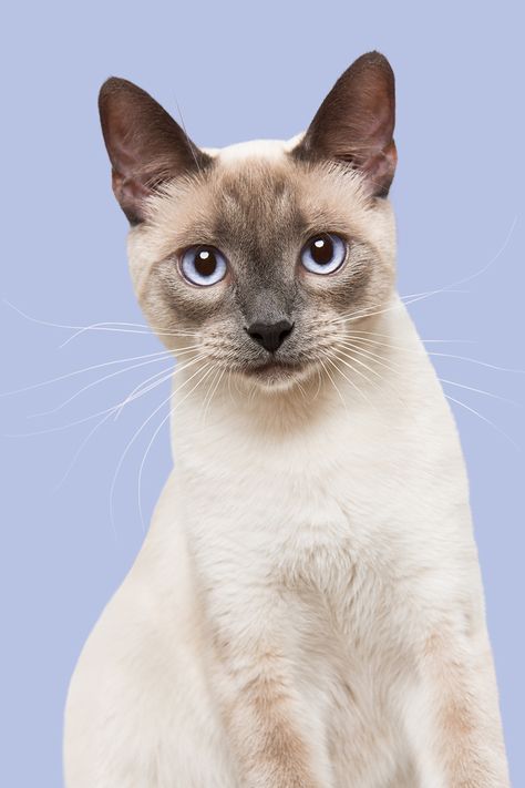 Siam Cat, Tonkinese Cat, Cats Tumblr, Tonkinese, Most Beautiful Cat, Most Beautiful Cat Breeds, Beautiful Cat Breeds, Living Things, Unique Cats