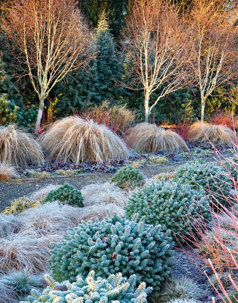 Winter Garden Ideas, Garden In Winter, Cheap Plants, Garden Winter, Grass Garden, Winter Gardens, Planting Design, Winter Plants, Grasses Garden