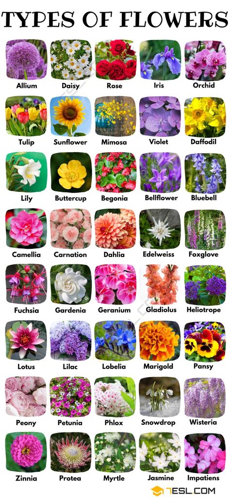 Flower Types Chart, All Flowers Name, Pretty Flower Names, Different Kinds Of Flowers, List Of Flowers, Different Types Of Flowers, Seni Dan Kraf, Kraf Diy, Flower Meanings