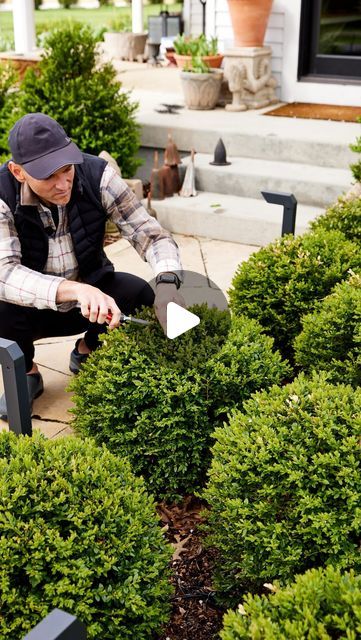 Kaleb Wyse on Instagram: "Should you trim your boxwood or not? Here are my thoughts on whether you should or shouldn’t!" Allium And Boxwood, Boxwood And Roses Landscaping, Trimming Boxwood Shrubs, Calgary Boxwood, How To Trim Boxwood Bushes, Boxwood Landscaping Front Yard, Round Boxwood, Kaleb Wyse, How To Trim Bushes