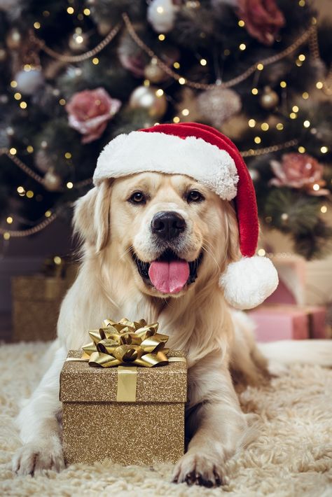 null Christmas Dog Photography, Christmas Pet Photos, Dog Christmas Photos, Dog Christmas Pictures, Animal Photoshoot, Dog Xmas, Dog Jokes, Dog Photoshoot, Image Film