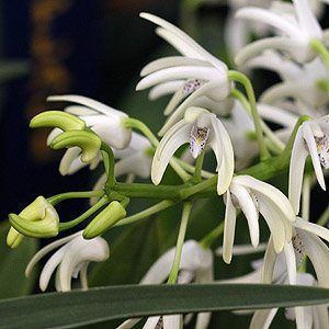 Dendrobium Speciosum - Australian Orchid Australian Orchids, Lush Rainforest, Australian Gardens, Beautiful Australia, Orchid Varieties, Bush Garden, Australian Natives, Native Gardens, Australian Wildflowers