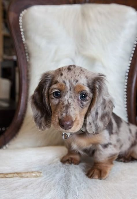 Aussie Doxie, Mini Dauchsands Long Hair, Dapple Dachshund Long Haired, Dapple Dachshund Miniature, Long Haired Miniature Dachshund, Ras Anjing, Aussie Mix, Dream Puppy, Daschund Puppies