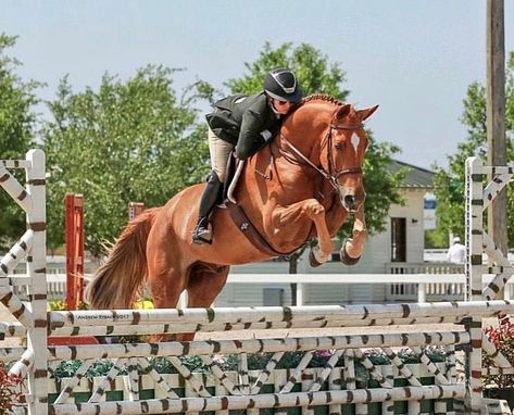 Hunter Jumper Horses, Hunter Horse, Show Jumping Horses, Tack Shop, Equestrian Fashion, English Riding, Equestrian Lifestyle, Hunter Jumper, Horse Stables