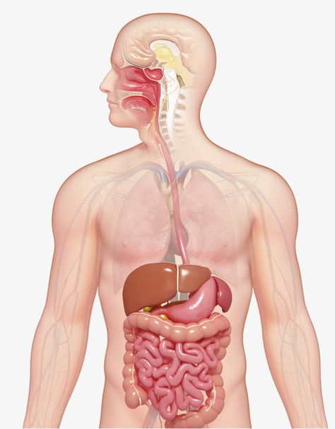 Chi Nei Tsang, Easy Notes, Nerf Vague, Human Body Shape, Human Digestive System, Human Body Organs, Gastric Juice, Short Note, Improve Nutrition