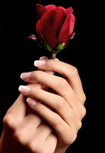 Classy White French Hand Holding Rose, Hands Holding Flowers, Hand Photography, Rosé Aesthetic, Hand Flowers, Unique Roses, Rose Images, Holding Flowers, Flowers For You