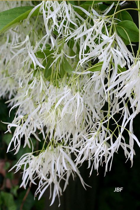 Fringe Tree, Morton Arboretum, Bushes And Shrubs, Corner Garden, Garden Shrubs, Moon Garden, Night Garden, Woodland Garden, The Fringe