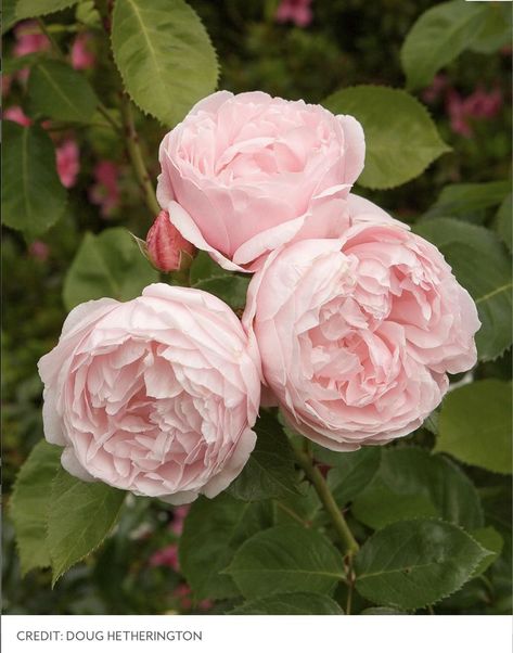 At Last Rose, English Tea Roses, Walking Garden, Common Flowers, Heritage Rose, Annual Garden, Fragrant Roses, Fragrant Garden, Rose Varieties