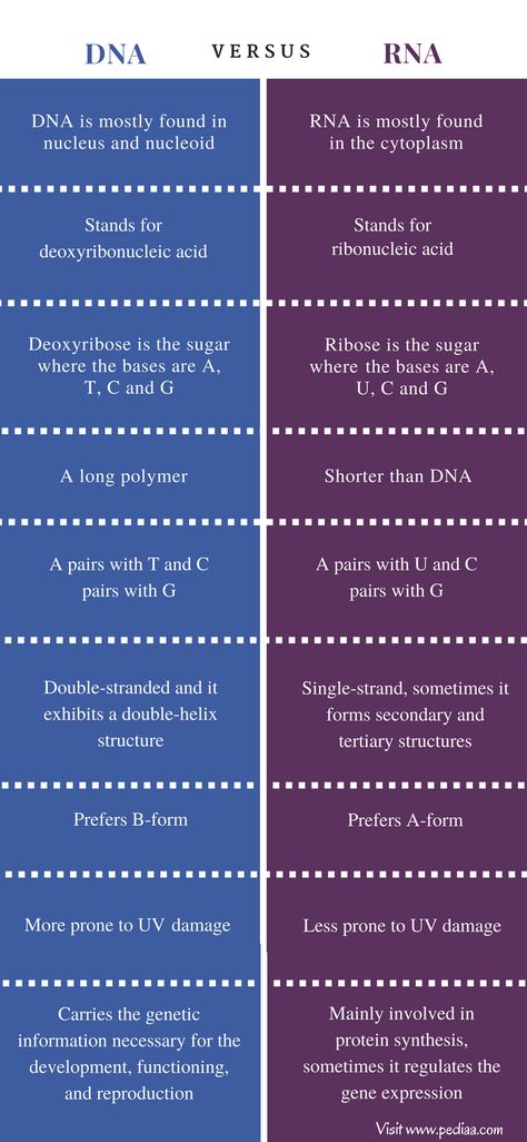 Difference Between DNA and RNA - Comparison Summary Dna Biology, Dna And Rna, Biology Revision, Chemistry Basics, Medicine Notes, Study Biology, Biology Classroom, Biology Facts, Medical Student Study