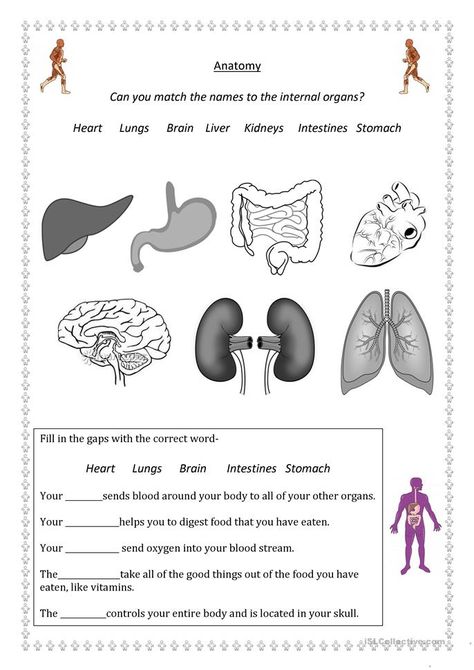 body parts - English ESL Worksheets for distance learning and physical classrooms Body Worksheet, Human Body Lesson, Body Systems Worksheets, Human Body Worksheets, Free Human Body, Human Body Activities, Science Kids, Human Body Organs, Urinary System