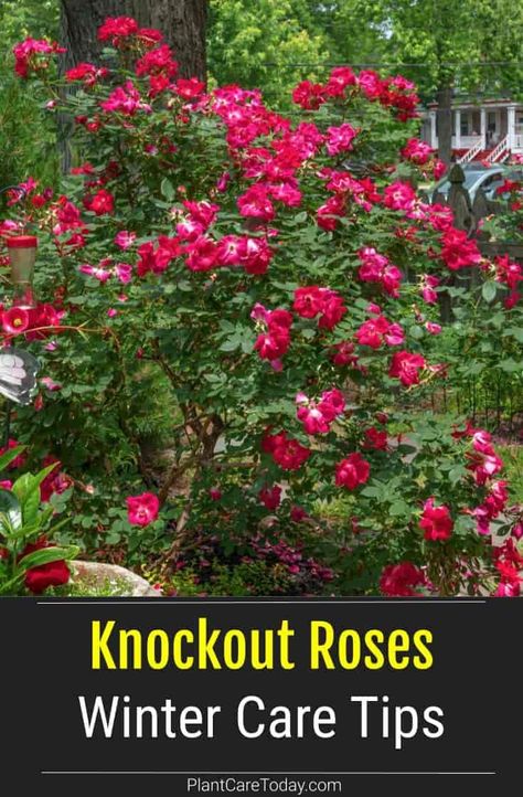 Tips on how to care for your roses in the winter. #roses #garden #planting #plants #flowers Rose Pruning Winter, Protecting Roses In Winter, Pruning Roses For Winter, How To Prune Roses For Winter, When To Prune Knockout Roses, When To Prune Roses In The Fall, Prune Roses For Winter, Pruning Roses In Fall, Flower Bed Makeover