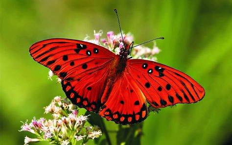 Can someone please help me identify this butterfly?    This is a ___________________________ butterfly. Morpho Azul, Butterfly Project, Art Papillon, Desktop Images, Insect Wings, Butterfly Images, Butterfly Photos, Butterfly Pictures, Red Butterfly