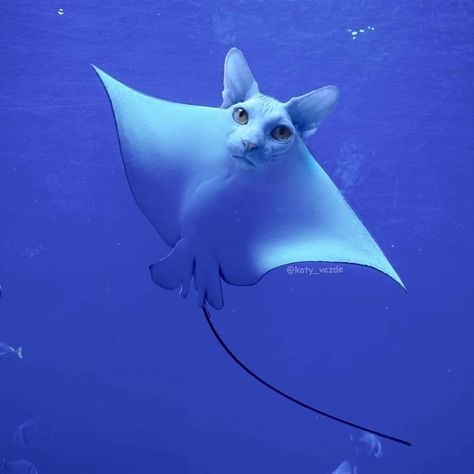 The "sea-kitty" will forever be your spirit animal! Weird Looking Animals, Animal Mashups, Photoshopped Animals, Star Hat, Art Apron, Cat Sanctuary, Funny Photoshop, Cat Faces, All Animals