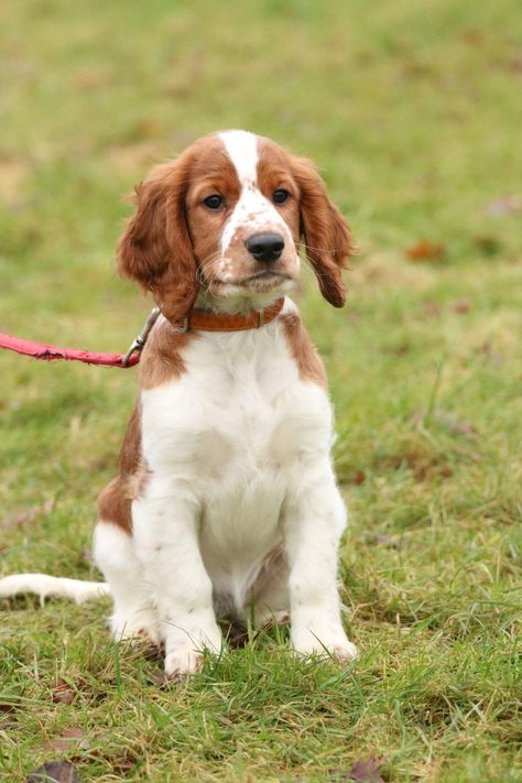 Welsh Springer Spaniel Puppies, Springer Puppies, Hilarious Dogs, Springer Spaniel Puppies, Welsh Springer Spaniel, Yorkie Mix, Disabled Dog, Hairless Dog, Some Interesting Facts