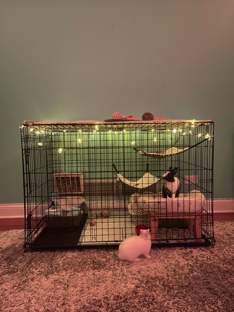 Cute Bunny Setup Ideas, Diy Rabbit Incloser, Bunny Dog Cage, Bunny Bedding For Cage, Small Bunny Cage Ideas, Pet Bunny Enclosure, Dog Kennel Bunny Cage, Dog Cage For Rabbit, Bunny X Pen Set Up