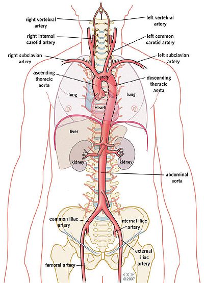 Aorta in the body Arteries Anatomy, Abdominal Aorta, Anatomy Images, Diagnostic Medical Sonography, Nursing School Essential, Gross Anatomy, Body Diagram, Medicine Notes, Medical School Life