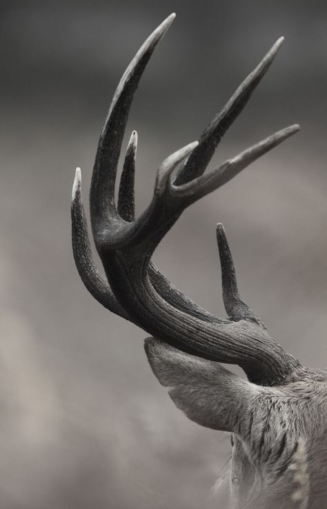 Antler | par Daniel Trim Animals With Horns, Photo Animaliere, Some Beautiful Pictures, African Animals, 인물 사진, White Photo, Nature Animals, White Photography, Belle Photo