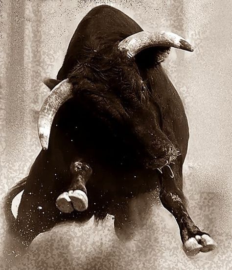 Bull Bucking Bulls, Bull Painting, Bull Art, Bull Tattoos, Bull Cow, Its A Mans World, A Bull, Bull Riding, Black Bull