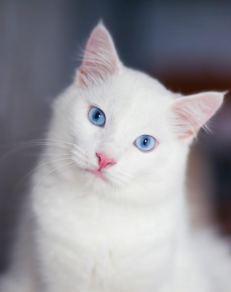 Close-up portrait of a fluffy white cat ... | Premium Photo #Freepik #photo #blue White Cat With Blue Eyes, White Cat Breeds, Fluffy White Cat, Silver Tabby Cat, Ragdoll Cat Breed, Cat Outline, Bengal Kitten, Cat With Blue Eyes, Cat Hiding