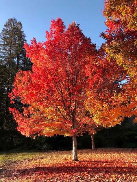 11/17/2021 Chinese Pistache Tree, October Rust, Princess Paris, Autumn Photos, Nature Aesthetics, Love Butterfly, Butterfly Dragon, Bike Aesthetic, Fall Trees