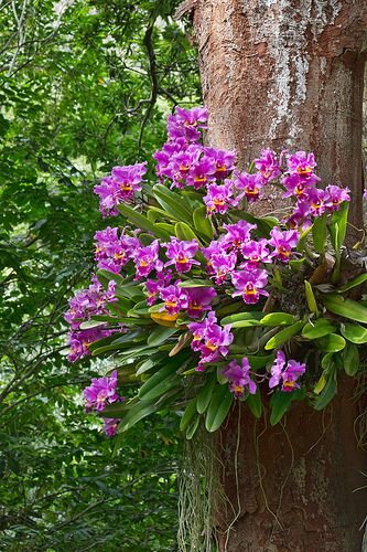 Orchids, rainforest, Turtle Bay, Waimea Valley, Hawaii Exotic Orchids, Orchids Garden, Unusual Flowers, Beautiful Orchids, Orchid Plants, Orchid Flower, Tropical Garden, Exotic Flowers, Tropical Flowers