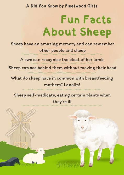 Factsheet about sheep. Features a ewe and her lamb, windmill and green grass on an orange background Facts About Sheep, Katahdin Sheep, Farm Facts, Kindness To Animals, Sheep Farming, 4 H Club, Wool Sheep, Baby Sheep, Elementary Writing