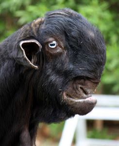 Damascus Goat, Deformed Animals, Weird Looking Animals, Ugly Animals, Interesting Animals, Unusual Animals, Rare Animals, Like Animals, Weird Creatures