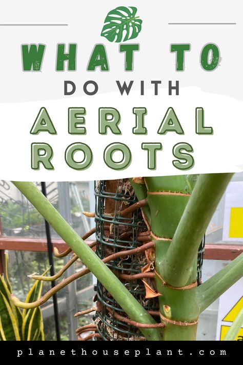 Monstera Deliciosa Support, Aerial Roots Monstera, Propagating A Monstera, How To Support Monstera Plant, Monstera Plant Trellis, Repotting A Monstera Plant, Monstera Plant Support Diy, Soil For Monstera Plant, Monstera Support Ideas