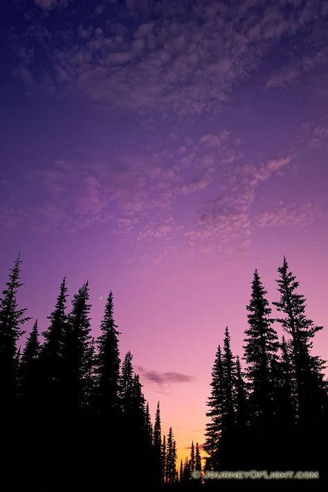 At Hurricane Ridge at Olympic National Park, Washington the crescent moon rose out of a beautiful sunset above the pine trees. Sunset Reference Photo, Sunset Reference, Sunset With Trees, Moon Sunset, Sunset Trees, Twilight Sky, Sunset Rose, Sunset Silhouette, Purple Sunset