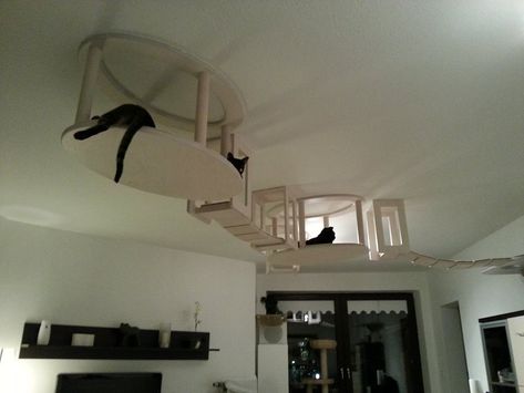 LittleThings.com : #7 : 12 Amazing Cat Installations! You HAVE To See This Amazing Furniture, #6 Is AWESOME! Cat Playground Outdoor, Cat Houses Indoor, Cat Playground, Cat Enclosure, Cat Shelves, Cat Condo, Diy Window, Space Cat, Cat Room