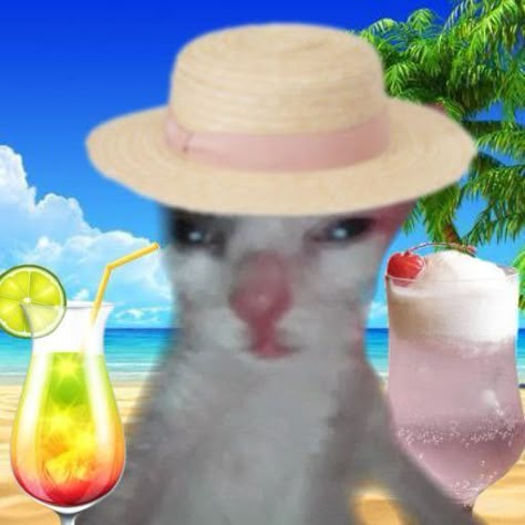 Vacation Reaction Pic, Summer Pfps Beach, Beach Reaction Pic, Summer Aesthetic Profile Picture, Summer Reaction Pics, Beach Spotify Covers, Summer Cat Aesthetic, Fun Profile Pictures, Beach Profile Pictures