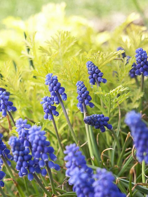 Create a stunning spring-blooming garden with bold Grape Hyacinth. More early-season flowers: http://www.bhg.com/gardening/flowers/perennials/early-blooming-flowers/?socsrc=bhgpin050213grapehyacinth=9 Spring Garden Ideas, April Gardening, Spring Landscaping, Spring Blooming Flowers, Grape Hyacinth, Early Spring Flowers, Winter Top, Smart Garden, Gardening Flowers