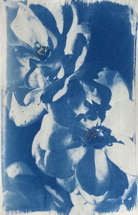 "\"White Roses No.1\" is a 12x18 cyanotype made from a photograph I took from my neighbor's rose bush just before a storm rolled in and blew all the petals off.  Hand brushed and hand developed on Canson 140lb watercolor paper, pressed flat.  Accented with variegated Italian copper leaf.  Sold un-framed." Botanical Cyanotype, Decor Photography, Experimental Photography, Art Subject, Art Blue, Botanical Flowers, White Decor, Blue Art, New Wall