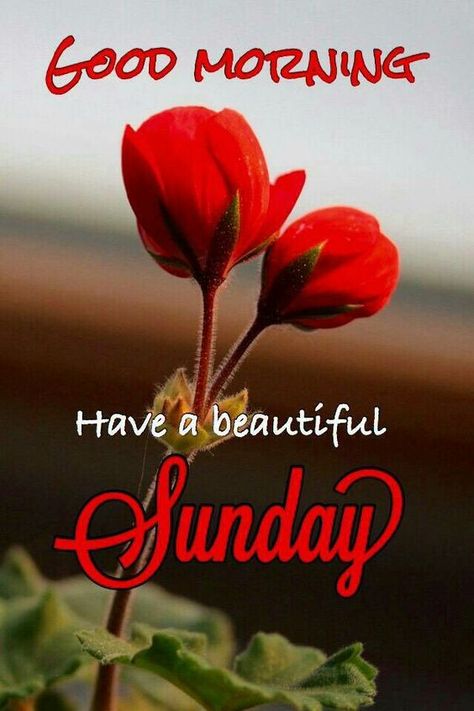 829+ {Sunday} Good Morning Images Quotes Pics Wishes in Hindi Sunday Morning Wishes, Happy Sunday Images, Have A Beautiful Sunday, Good Morning Sunday Images, Good Morning Sunday, Sunday Morning Quotes, Happy Sunday Morning, Sunday Wishes, Sunday Images