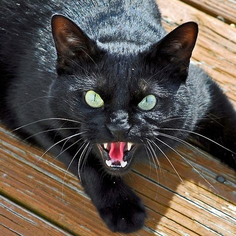 Angry Cat, Cat Pose, A Black Cat, Cat Facts, Warrior Cat, Warrior Cats, Cat Drawing, Beautiful Cats, Crazy Cats